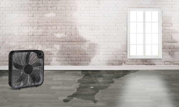 Best Basement water damage restoration  in Gberts, IL